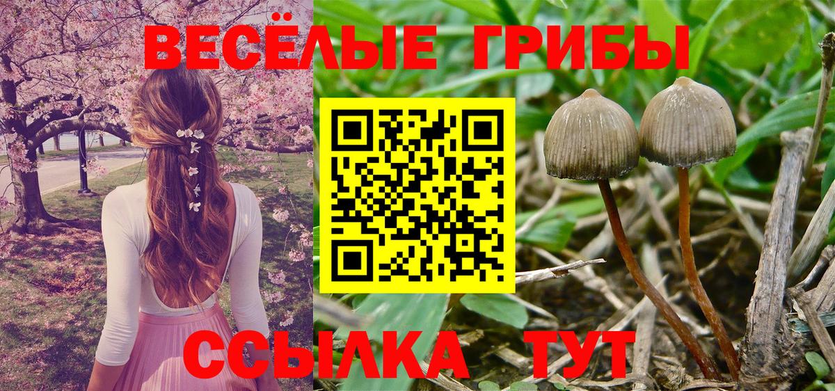 Галлюциногенные грибы Cubensis  Галлюциногенные грибы мицелий  Вход с VPN  закладка  Коряжма 